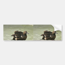 Steller's Eider Female Bumper Stickers