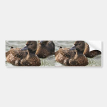 Steller's Eider Females Bumper Stickers