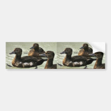 Steller's Eider Females Bumper Stickers