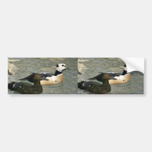 Steller's Eider Male and Female Bumper Sticker