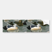 Steller's Eider Male and Females Bumper Stickers