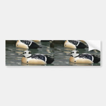 Steller's Eider Male Bumper Stickers