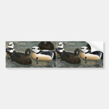 Steller's Eider Males and Females Bumper Stickers