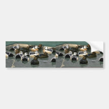 Steller's Eider Males and Females Bumper Stickers