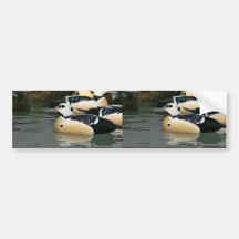 Steller's Eider Males Bumper Sticker