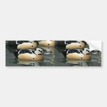 Steller's Eider Males Bumper Sticker