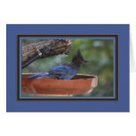 Steller's_jay_6079 cards