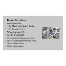 Steller's Jay Business Card Template