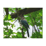 Steller's Jay Canvas Print