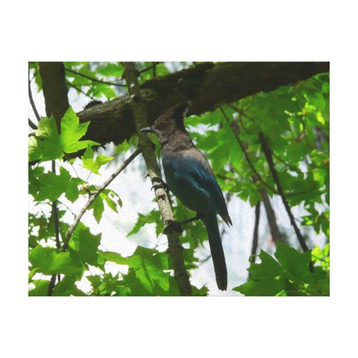 Steller's Jay Canvas Print