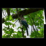 Steller's Jay Card