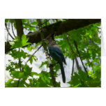 Steller's Jay Card