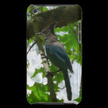 Steller's Jay iPod Touch Case