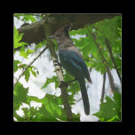 Steller's Jay Magnet