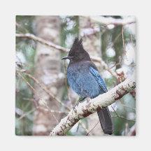 Steller's Jay Magnet