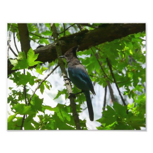 Steller's Jay Photo Print