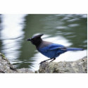 Steller's Jay photo sculptures by animalpark Steller's Jay photo sculptures