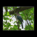 Steller's Jay Postcard