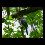Steller's Jay Print