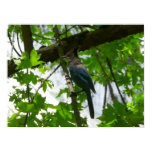 Steller's Jay Print