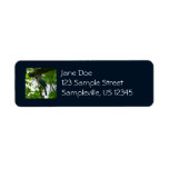 Steller's Jay Return Address Label