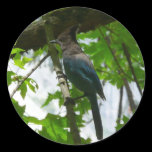 Steller's Jay Sticker