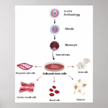 Stem cells cultivation and differentiation Poster