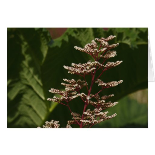 Stem of Flowers Greeting Card