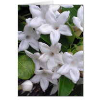 Stephanotis Vine cards by joeyartist Stephanotis Vine cards