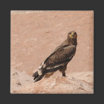 Steppe Eagle, Aquila nipalensis, Steppenadler magnets