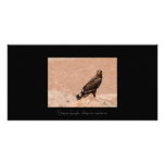 Steppe Eagle, Aquila nipalensis, Steppenadler photo cards