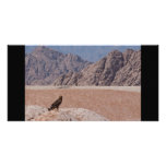 Steppe Eagle, Aquila nipalensis, Steppenadler photo cards