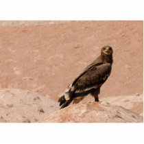 Steppe Eagle, Aquila nipalensis, Steppenadler Photo Cutouts