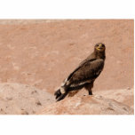 Steppe Eagle, Aquila nipalensis, Steppenadler Photo Cutouts