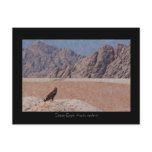 Steppe Eagle, Aquila nipalensis, Steppenadler postcards