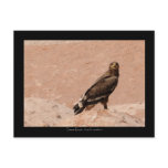 Steppe Eagle, Aquila nipalensis, Steppenadler postcards