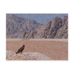 Steppe Eagle, Aquila nipalensis, Steppenadler postcards