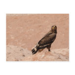 Steppe Eagle, Aquila nipalensis, Steppenadler postcards