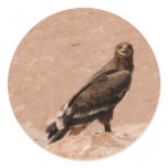 Steppe Eagle, Aquila nipalensis, Steppenadler stickers