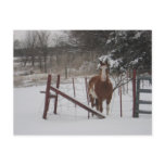 Stepper In The Snow Postcards