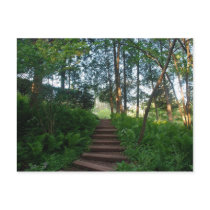 Steps on a Nature Walk Postcard