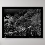 Steps to the Water Poster
