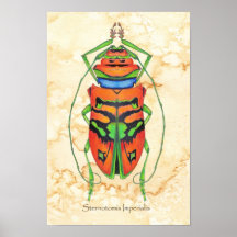 Sternotomis Imperialis Print