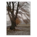 Stewart Park, Cayuga Lake cards