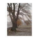 Stewart Park, Cayuga Lake postcards