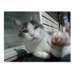 Stewie Cat Waving Photo Postcards