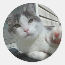Stewie Cat Waving Photo Sticker