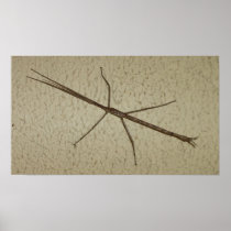 Stick Insect Posters