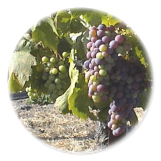 Sticker-August Grapes sticker