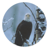 Sticker / Bald Eagle in Winter